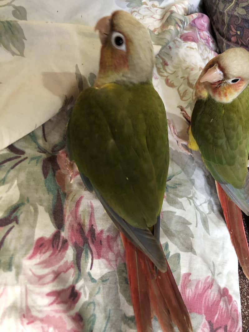 Pineapple conure high red factor 2
