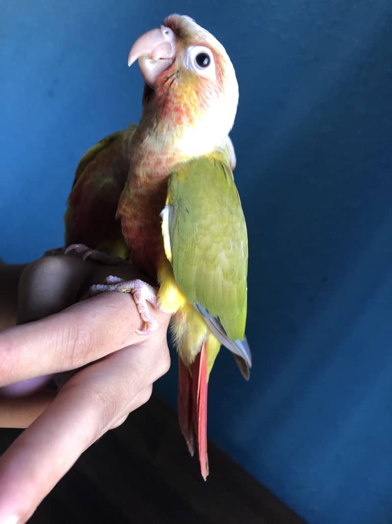 Pineapple conure high red factor 3
