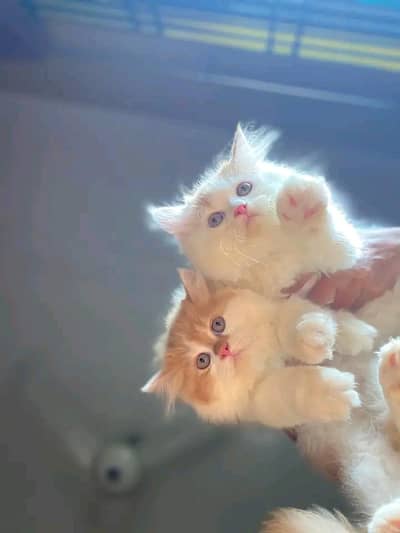 Cat | Persian | kittens | Blue Eyes | O348O29O146 | WA kro