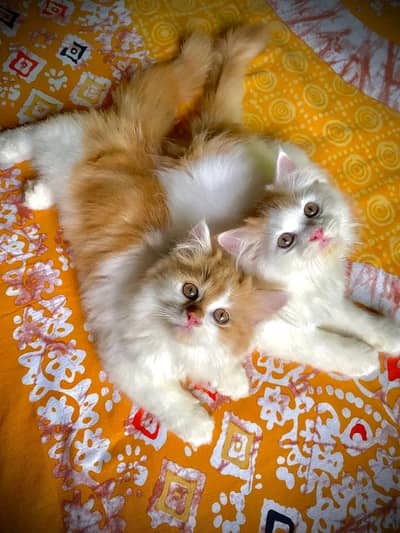 Cats | Persian | kittens |  Blue Eyes| 3 kot | o3480163§063§