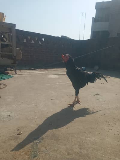 Aseel murgha for sale in gujranwala 03316422059