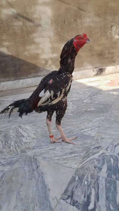 Aseel patha