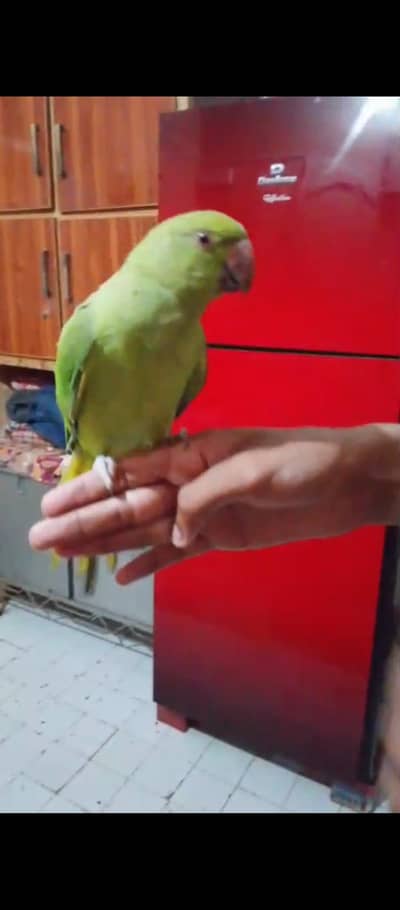 Ring neck parrot patha fully hand tamed zero bite