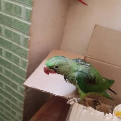 raw parrot baby