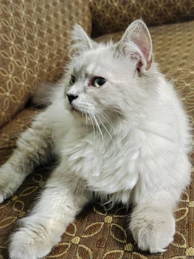 Persian siamese Male available