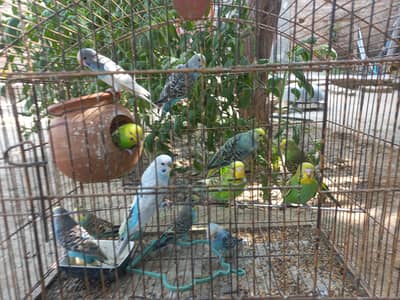 budgies pair