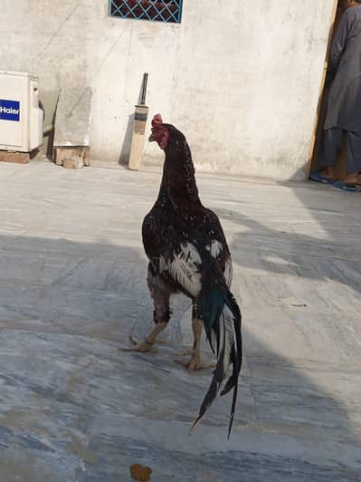 Mianwali Aseel Pair