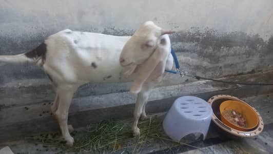 aik tyar path or aik 2 mah ki female baby