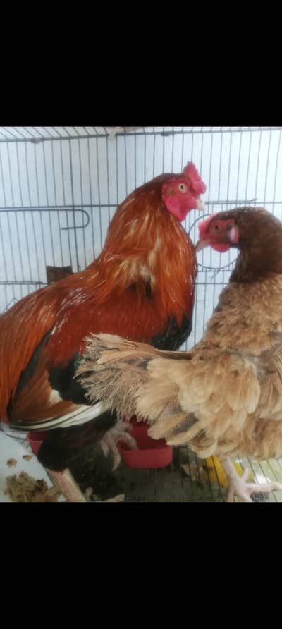 Genuine Aseel Daily Egg Laying Pair for Sale