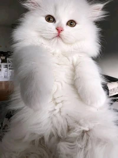 Cat | Persian | kittens | Blue Eyes fluffy | O348O29O146 | WA