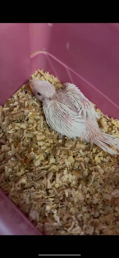 White ringneck chick