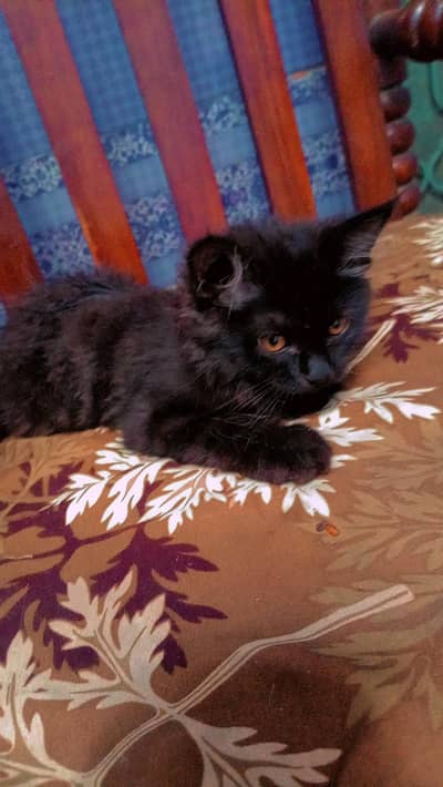 Double coat persion cats pair healthy active
