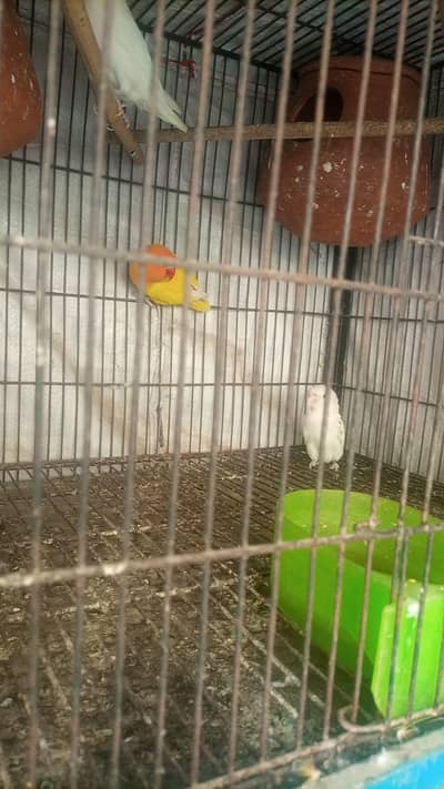 Lovebirds breeder pair for sell 2 pair han 0312/496/21/95