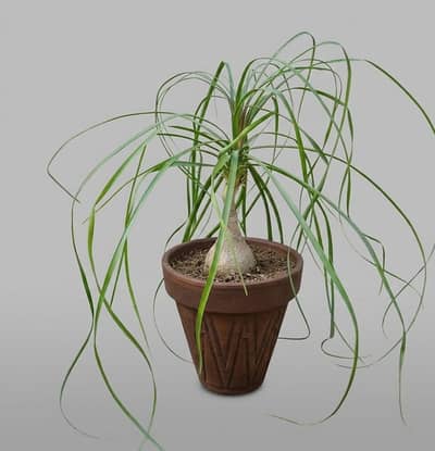 Ponytail Palm