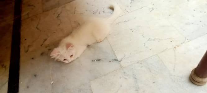 Persian