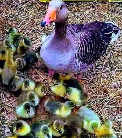 urgent sale ducks exchange