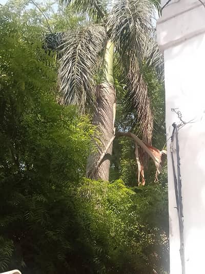 FOX TALE PALM 40 FEET