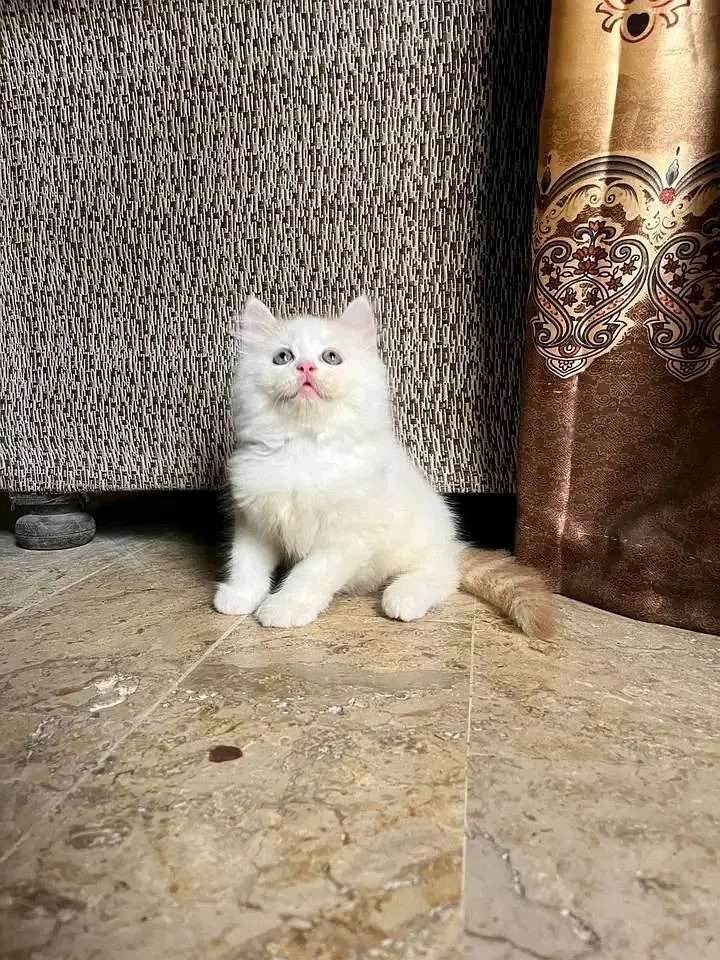 Cat | Persian | kittens | Blue Eyes | O348O29O146 | WA come