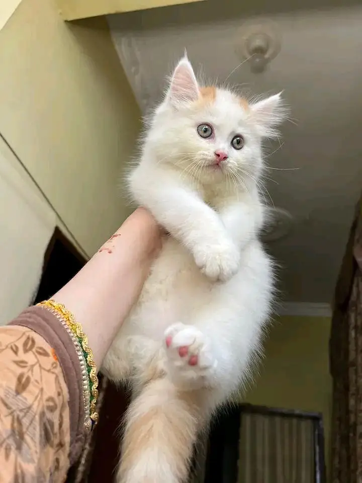 Cat | Persian | kittens | Blue Eyes | O348O29O146 | WA come — photo 2