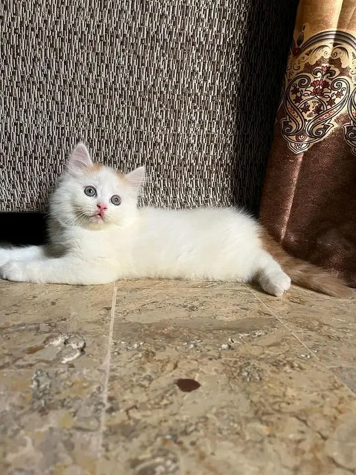 Cat | Persian | kittens | Blue Eyes | O348O29O146 | WA come — photo 3