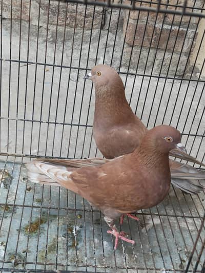 Red confirm breeder pair