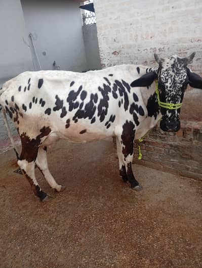 friezen cholistani cow