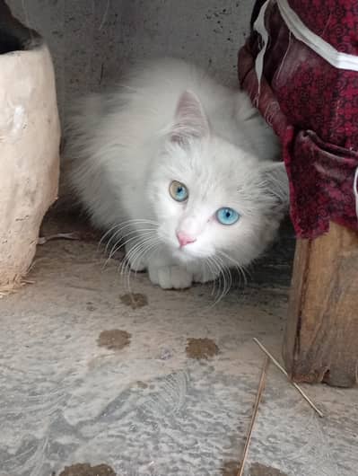 white cat
