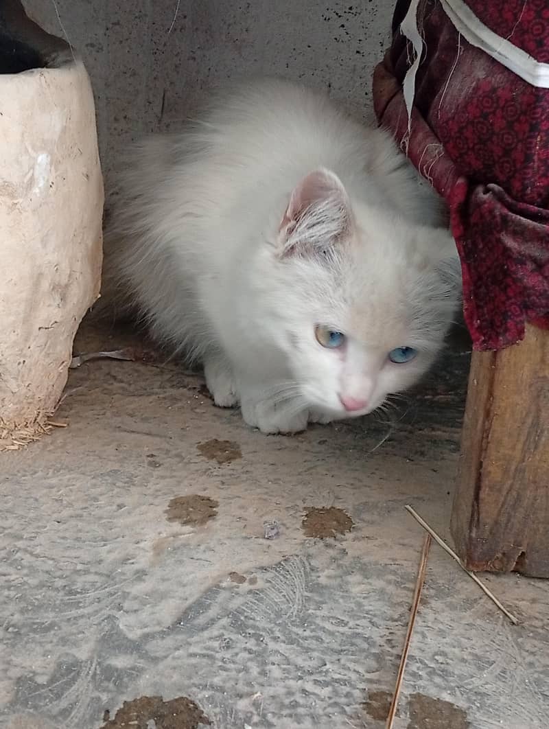 white cat 1