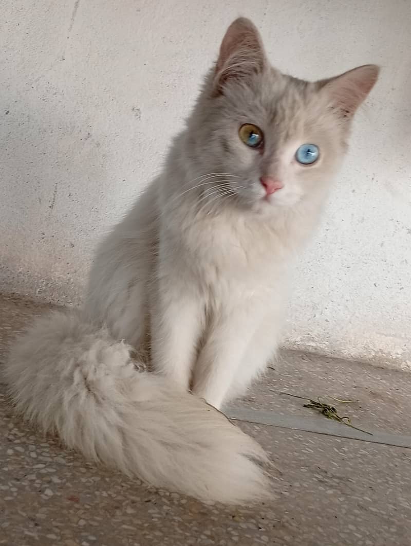 white cat 2