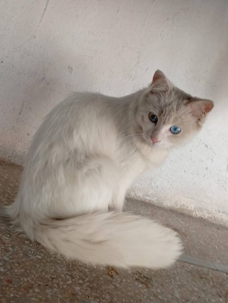 white cat 3