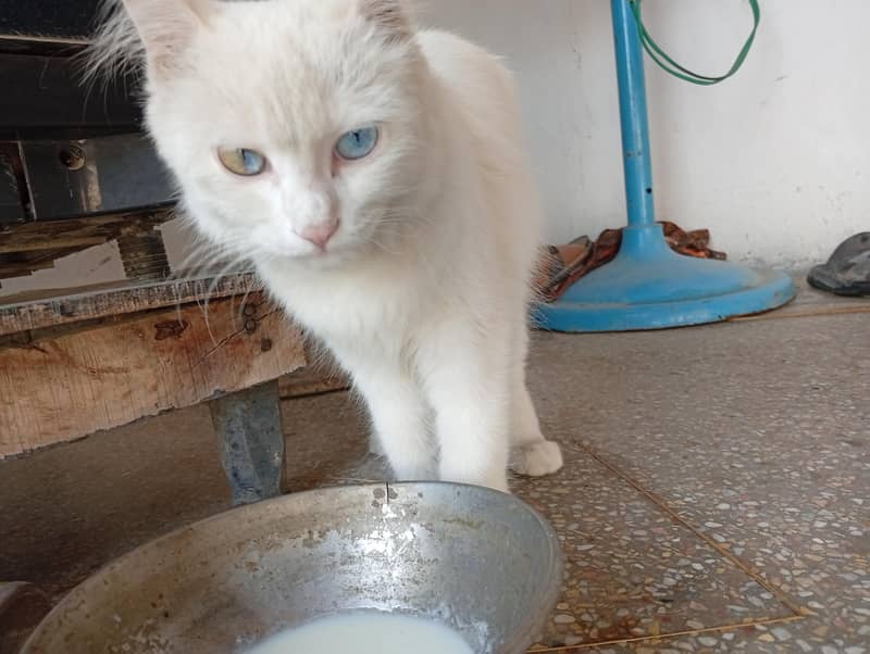 white cat 4