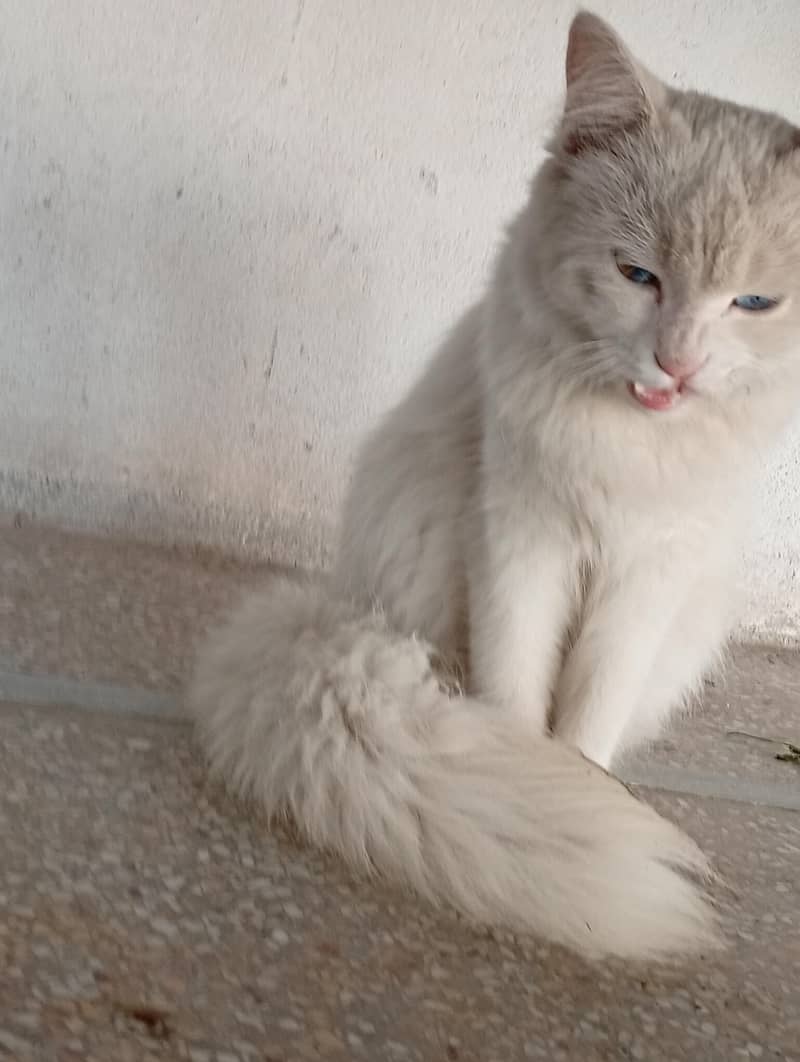 white cat 5