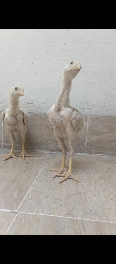 White oh shamo chicks