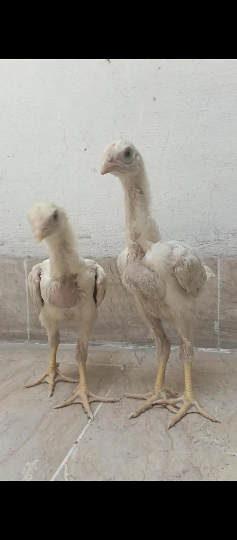White oh shamo chicks — photo 2