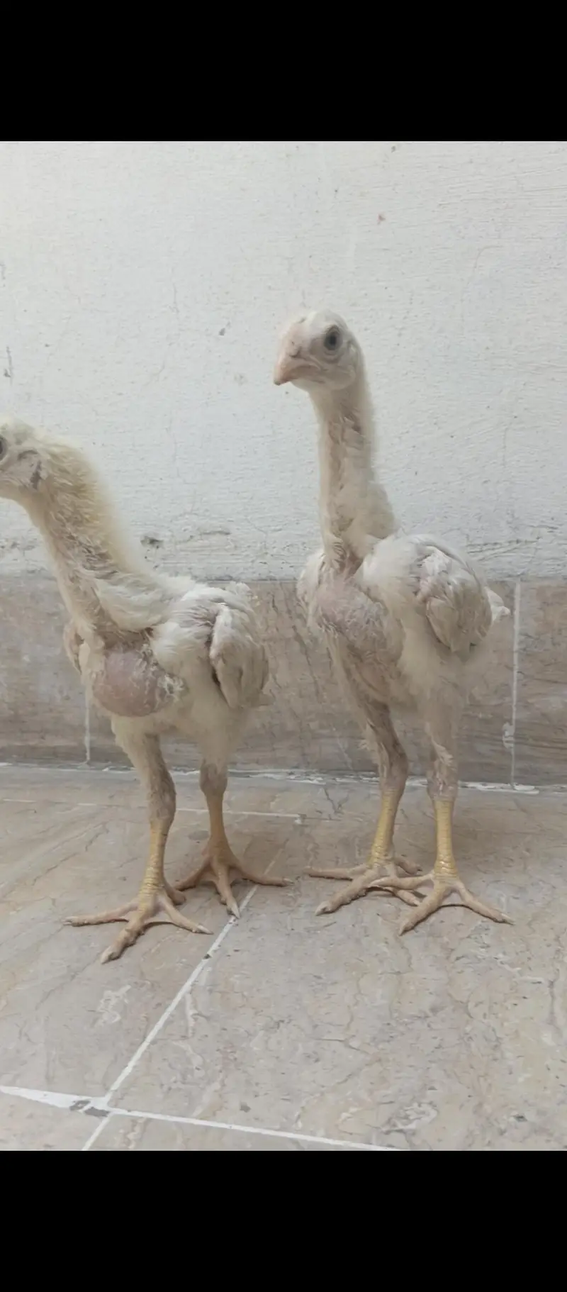 White oh shamo chicks — photo 3