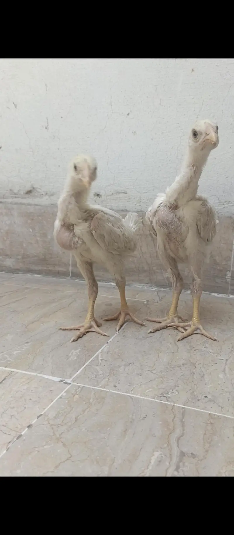 White oh shamo chicks — photo 4