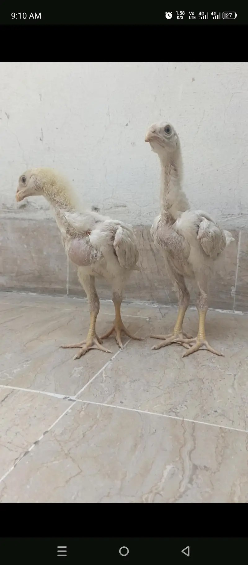White oh shamo chicks — photo 5