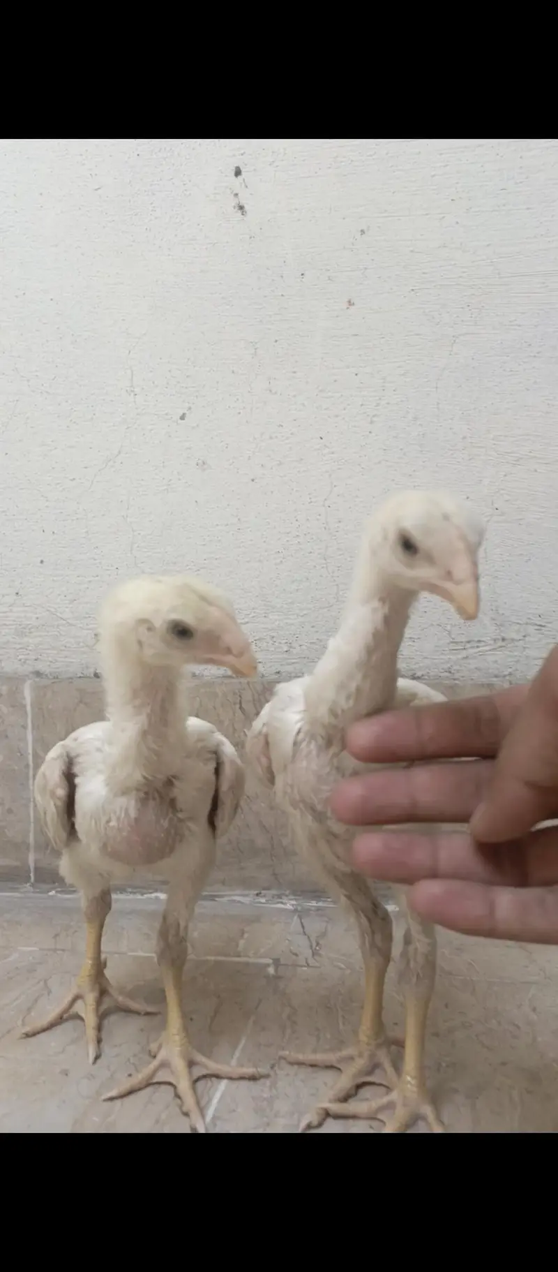 White oh shamo chicks — photo 6