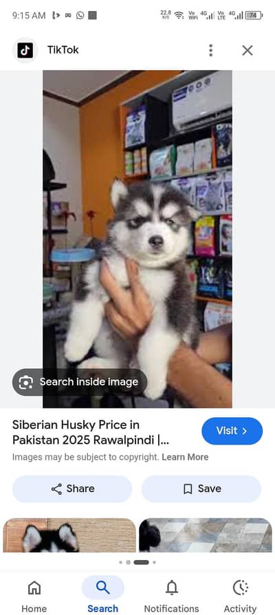 required Siberian husky pups