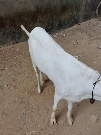 rajanpoori goat