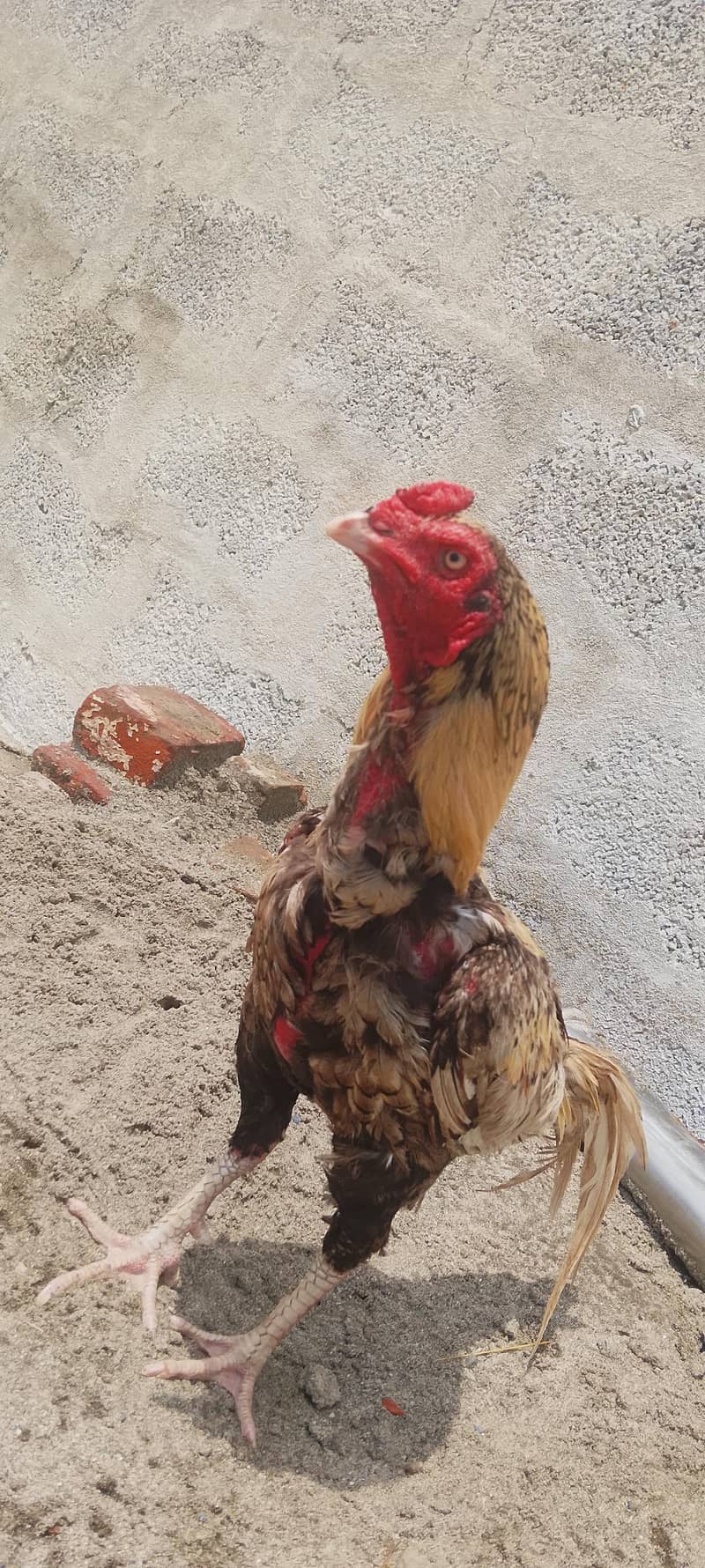 shajra patha 2