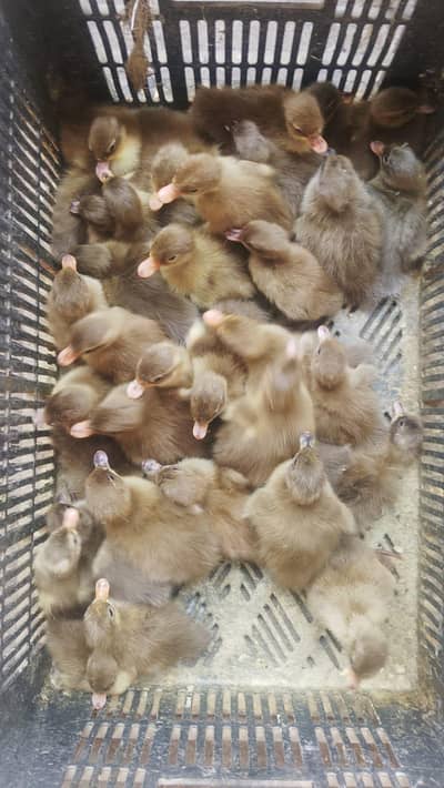 Khaki Campbell (Ducks)
