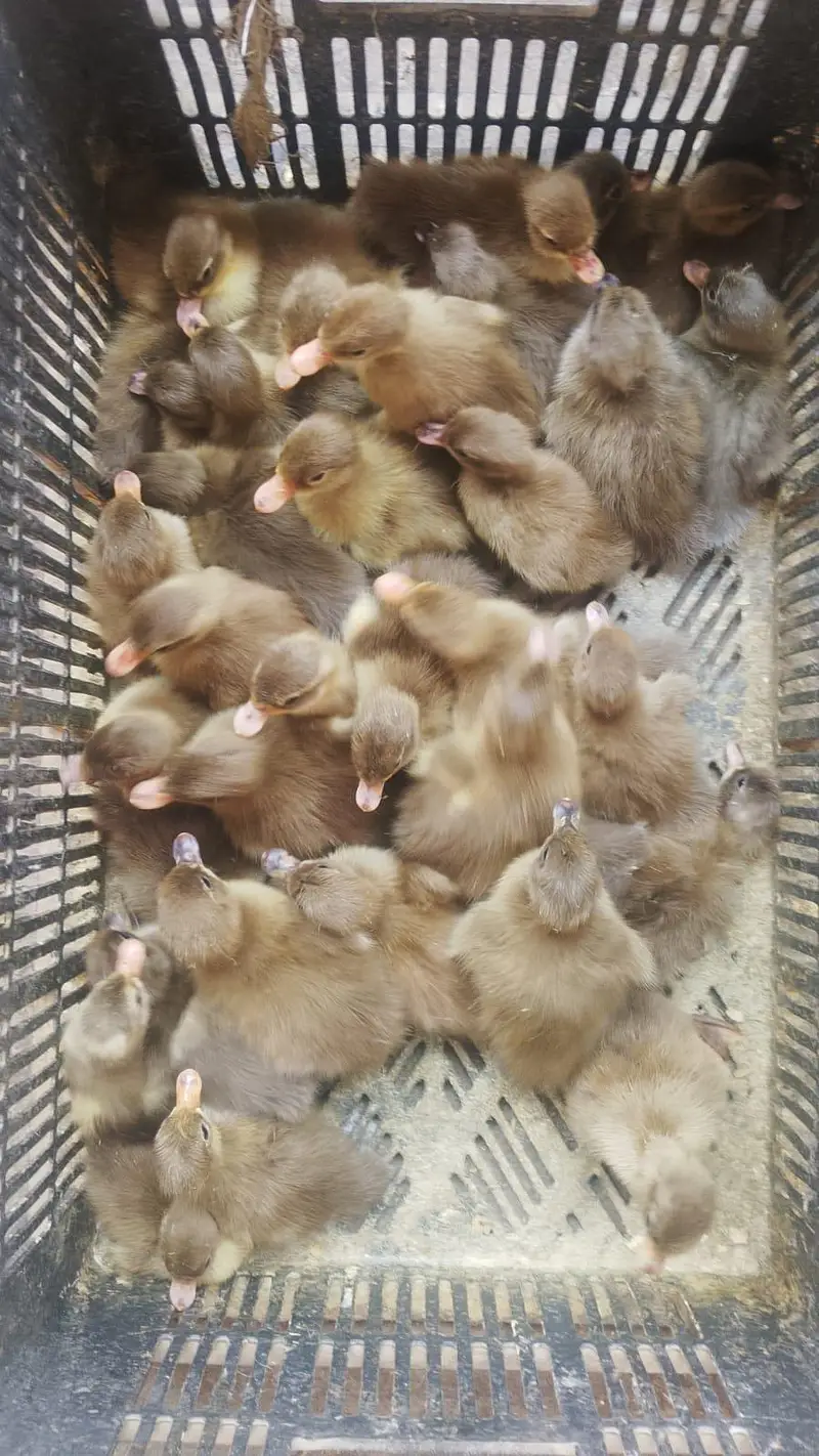 Khaki Campbell (Ducks)