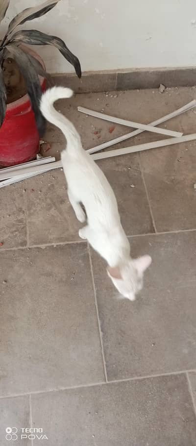 Persian white cat available for sale