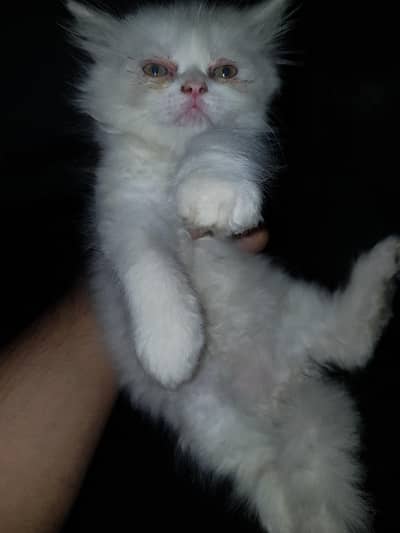 kittans available