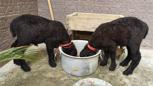pure Mundra black