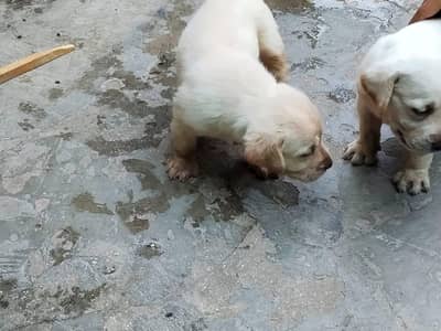Puppies available for sale_Male female dog pair for sale