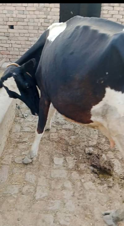 cow with wacha