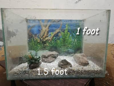 fish Aquarium