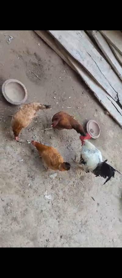 Daisi hens